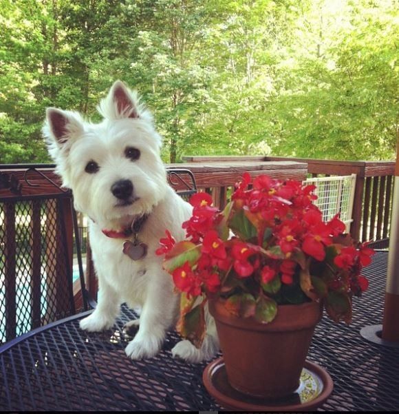NWR- pets! We love them show me yours :)