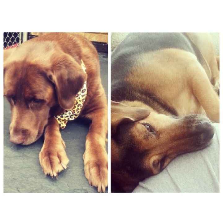 It is national dog day!
