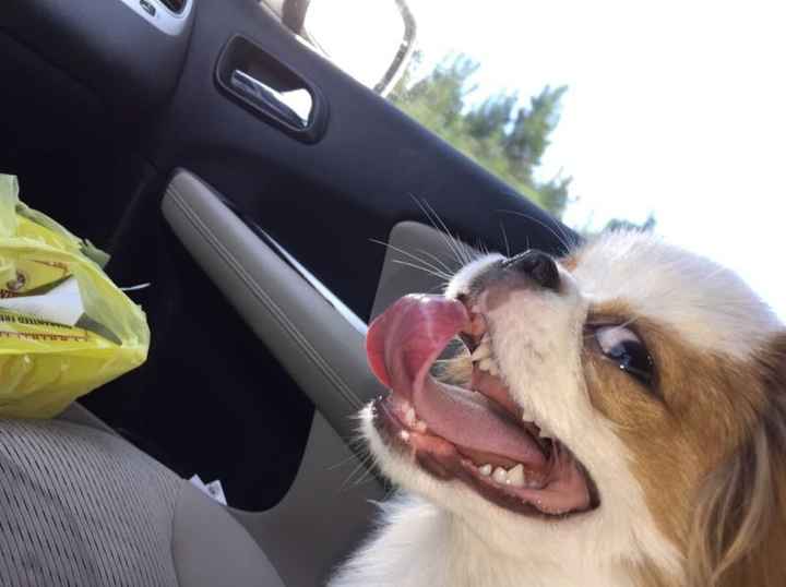 NATIONAL PUPPY DAY