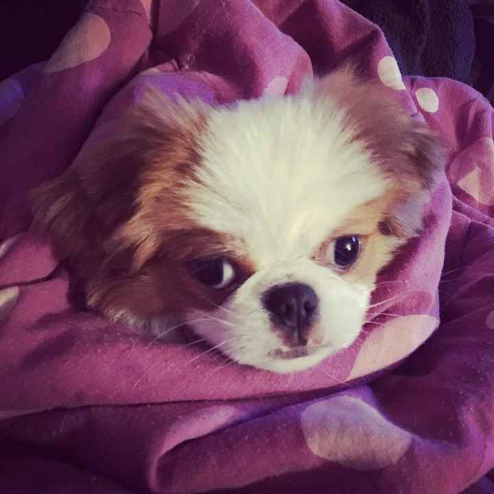 NATIONAL PUPPY DAY