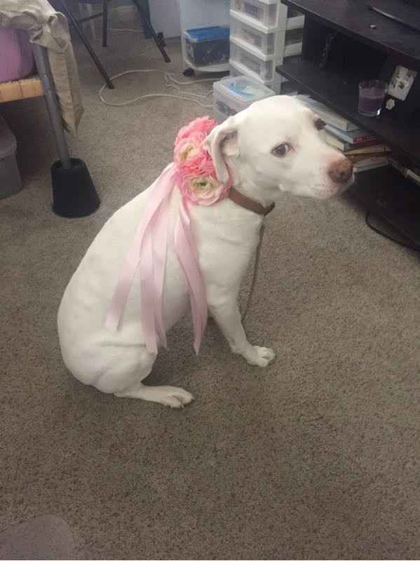 Fur baby