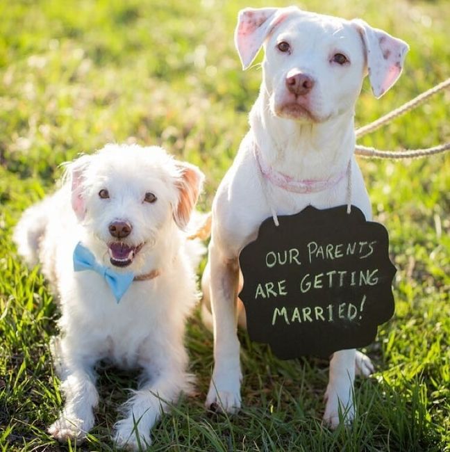Engagement pictures with doggies