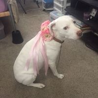 Show me those puppies!