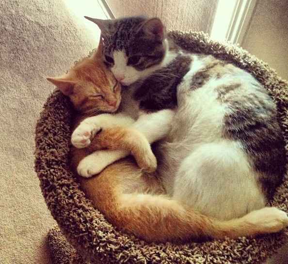 Its Fursday! Show me your furbabies! :)