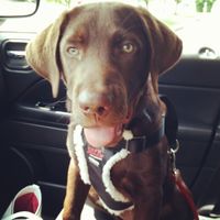 NWR: Fur baby thread!