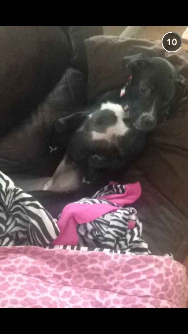 NWR lol people think my dogs are scary..