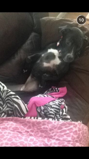 NWR lol people think my dogs are scary..