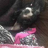 NWR lol people think my dogs are scary..