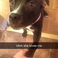 NWR lol people think my dogs are scary..