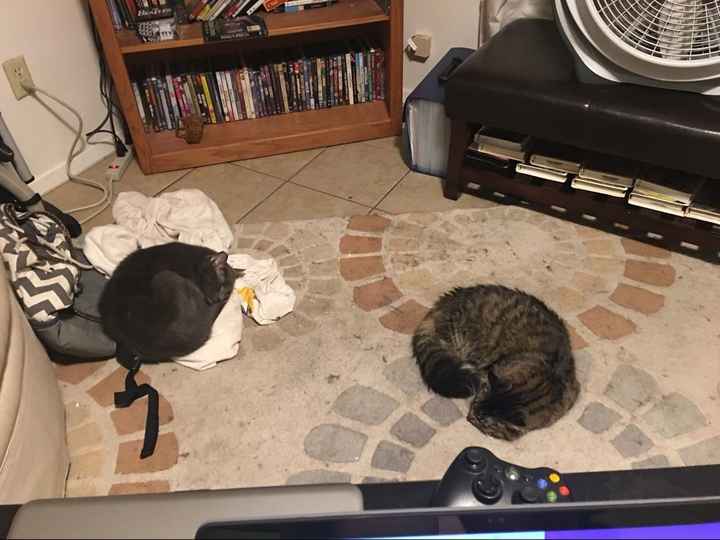 NWR: Show me your fur babies