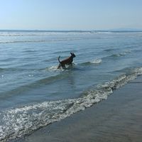 NWR:  Show me your fur babies!