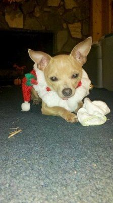NWR: Show off your fur baby!