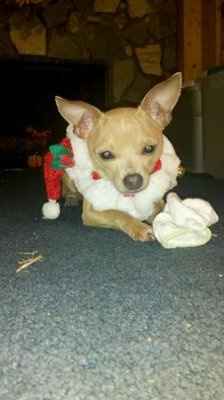 NWR: Show off your fur baby!