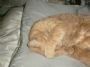 NWR: Show off your fur baby!