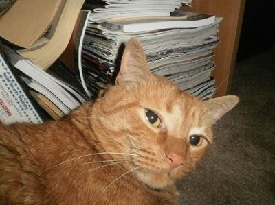 NWR: Show off your fur baby!