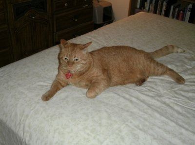 NWR: I want to see your pets!