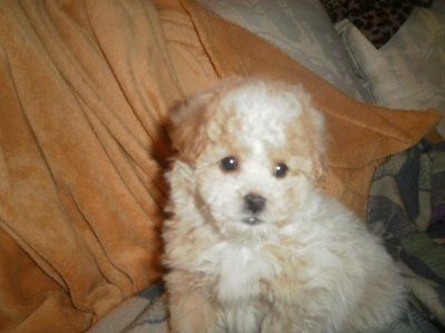NWR: I want to see your pets!