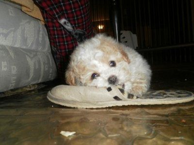 NWR: I want to see your pets!