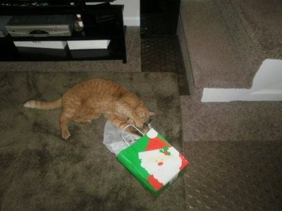 NWR: Share the holiday spirit :) Pictures of trees, your pets dressed up, DIY