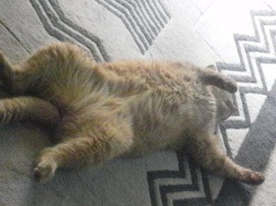 NWR: Furry Friends