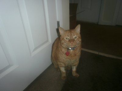 NWR: Furry Friends