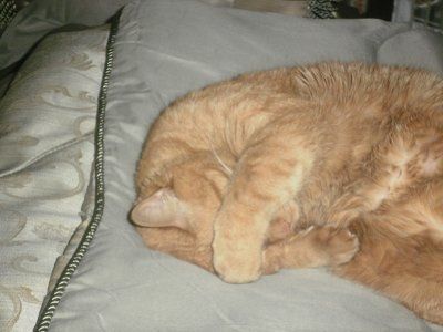 Are you (did you) including your pet/fur-baby in your wedding?