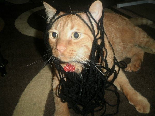 Furbabies (to lighten the mood)