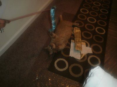 SHARE PICS OF YOUR FUR BABIES CHRISTMAS AND THEIR GIFTS!!!