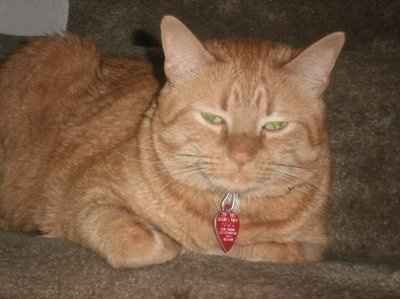 *NWR* Post pics of your furry (or not so furry) kids!
