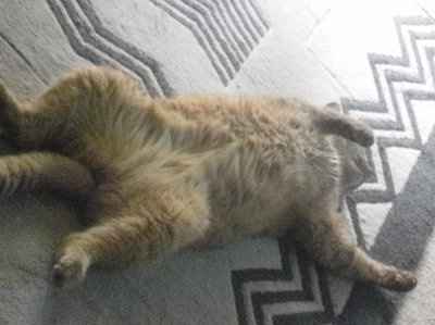 NWR: Show off your fur baby!