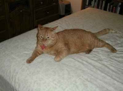 NWR: I want to see your pets!
