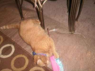 SHARE PICS OF YOUR FUR BABIES CHRISTMAS AND THEIR GIFTS!!!