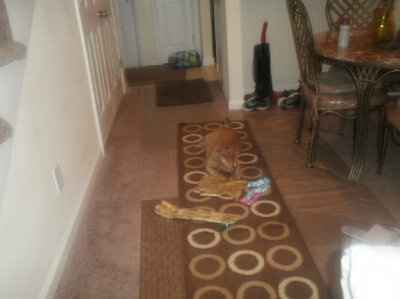 SHARE PICS OF YOUR FUR BABIES CHRISTMAS AND THEIR GIFTS!!!