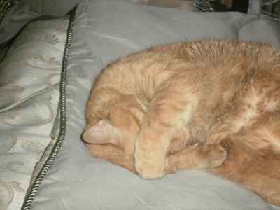 Are you (did you) including your pet/fur-baby in your wedding?