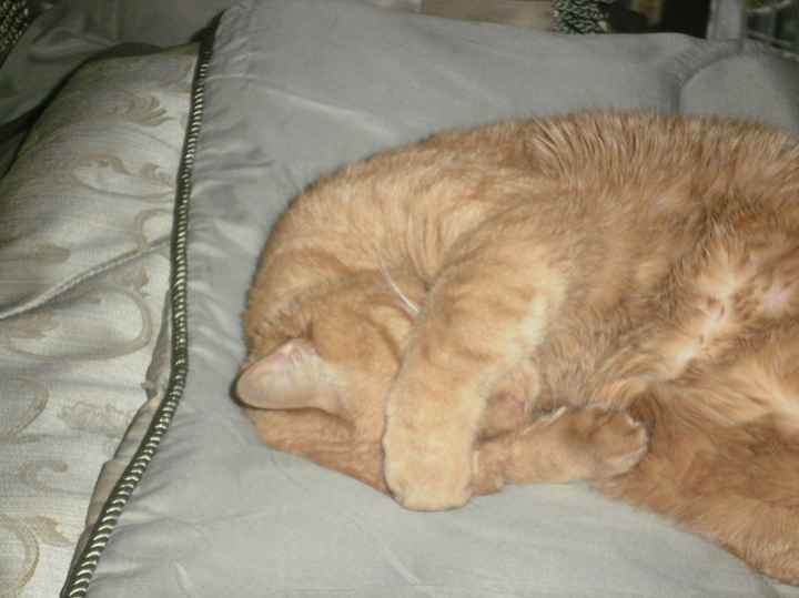 NWR- show me your pet!