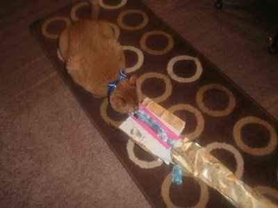SHARE PICS OF YOUR FUR BABIES CHRISTMAS AND THEIR GIFTS!!!
