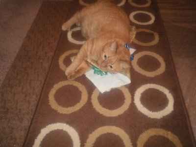 SHARE PICS OF YOUR FUR BABIES CHRISTMAS AND THEIR GIFTS!!!