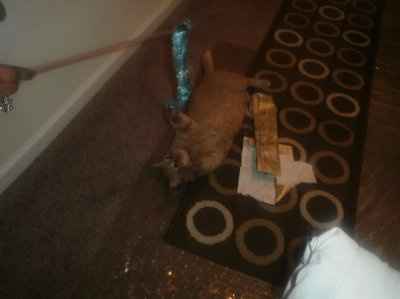 SHARE PICS OF YOUR FUR BABIES CHRISTMAS AND THEIR GIFTS!!!