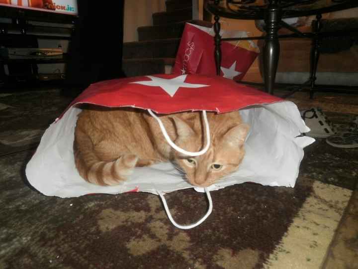 Christmas time with the furbabies!