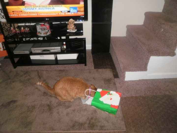 Christmas time with the furbabies!