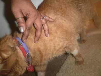 UPDATE!!! On my furry son Roscoe