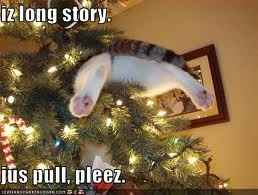 NWR: Fun time - Holiday Cat Pics