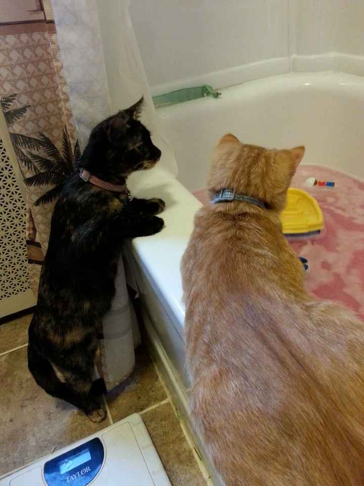 NWR:  Feline Friday :)