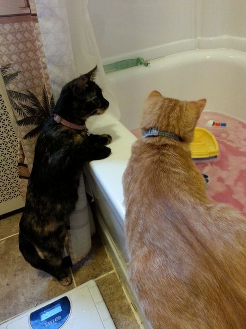 NWR:  Feline Friday :)