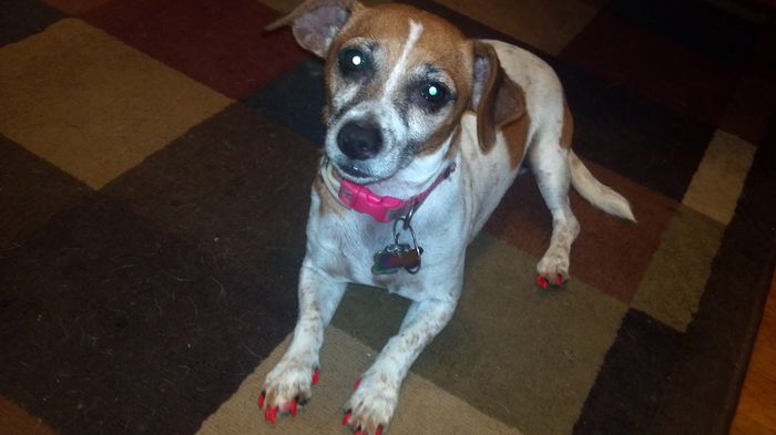 It's National Dog Day!