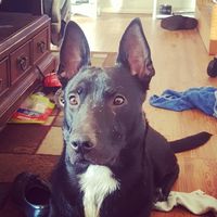 Dogs in the wedding and the venues for it.