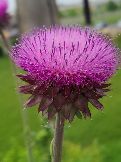 Can anyone help me identify these two flowers? 2