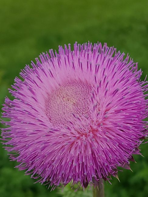 Can anyone help me identify these two flowers? 3