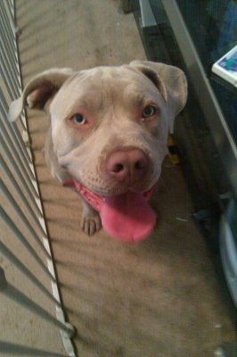NWR Update on the pitbull pup