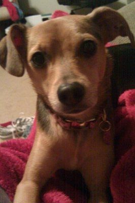 *NWR* Show me your pets/animals! *PICS*